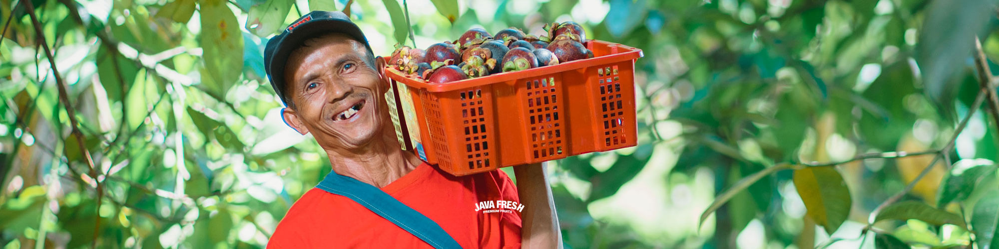 javafresh-banner-1 (1)